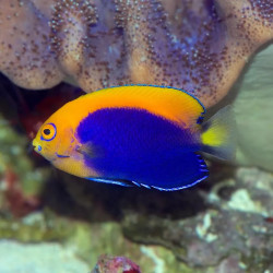Flameback Angelfish S