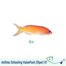 Anthias Schooling ValuePack (Dipar) 01