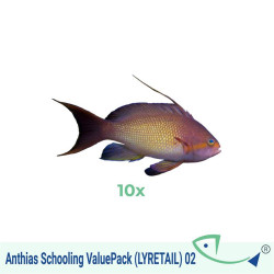 Anthias Schooling ValuePack (LYRETAIL) 02