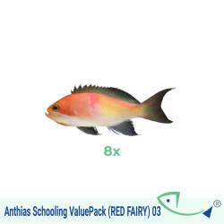 Anthias Schooling ValuePack (RED FAIRY) 03