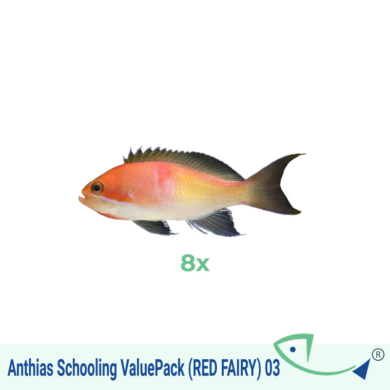 Anthias Schooling ValuePack (RED FAIRY) 03