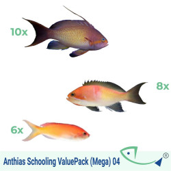 Anthias Schooling ValuePack (Mega) 04