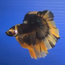Halfmoon Fancy Black and Yellow Betta (WYSIWYG)