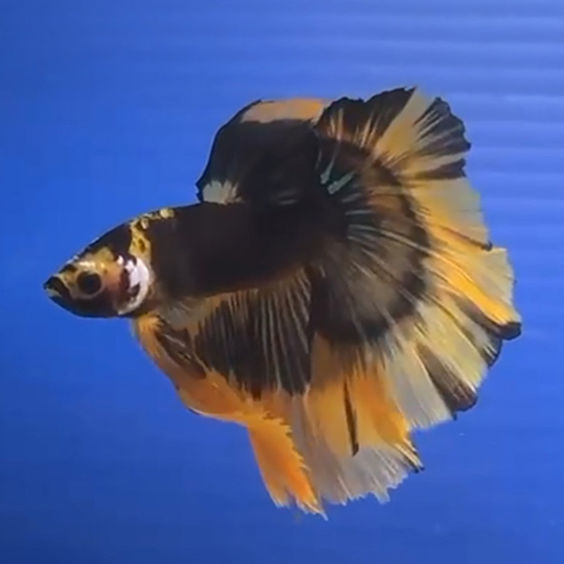 Halfmoon Fancy Black and Yellow Betta (WYSIWYG)