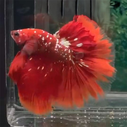 Halfmoon Red Gold Galaxy Betta (WYSIWYG)