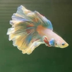 Rose Tail Betta (WYSIWYG)