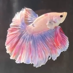Halfmoon Rose Tail Betta (WYSIWYG)