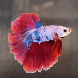 Red Rose Tail Betta (WYSIWYG)