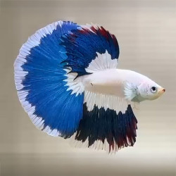 Fancy Butterfly Betta (WYSIWYG)