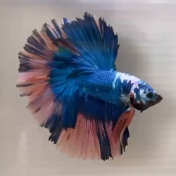 HMPK Fancy Color Betta (WYSIWYG)
