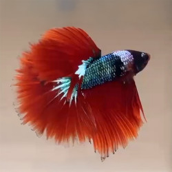 Fancy Red Halfmoon Betta (WYSIWYG)