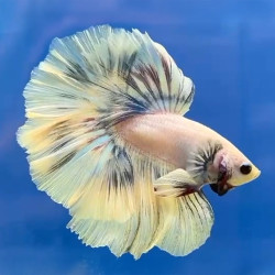 Rosetail Halfmoon Betta (WYSIWYG)