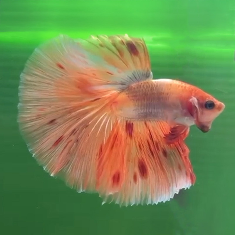 Fancy Halfmoon Betta (WYSIWYG)