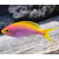 Bartlett Anthias M