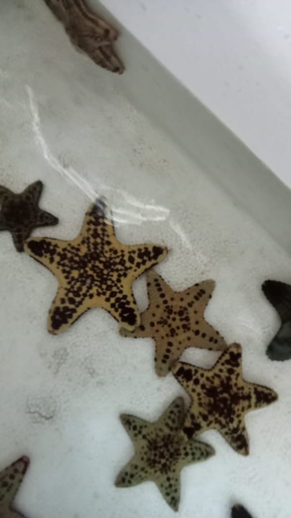 DID YOU KNOW? Meet the Chocolate Chip Starfish