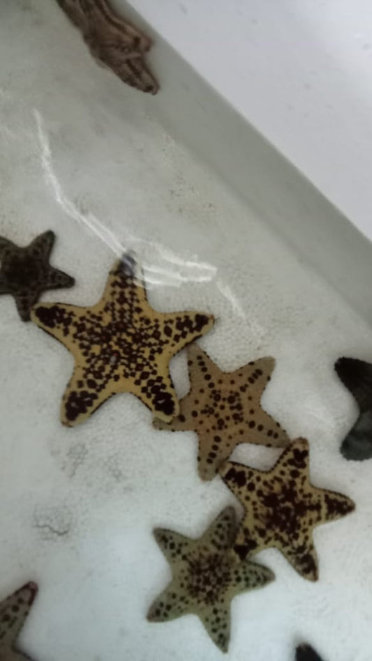 DID YOU KNOW? Meet the Chocolate Chip Starfish
