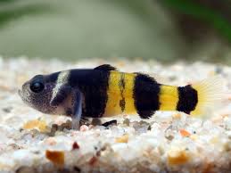 Goby Freshwater