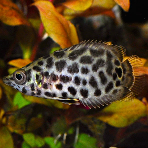 Bushfish