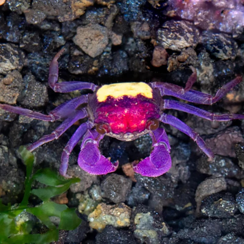 COLORFUL CLEANING CRAWLERS - 15% OFF