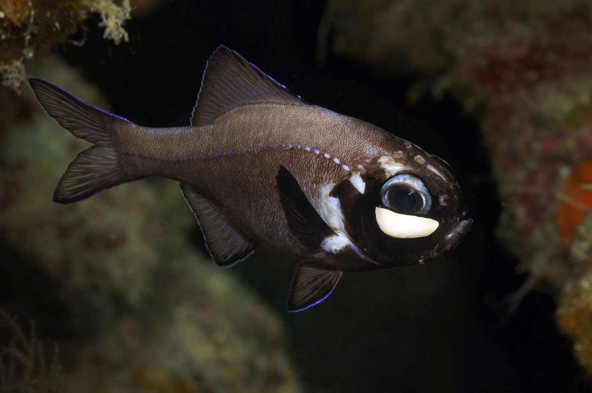 FLASHLIGHT FISH