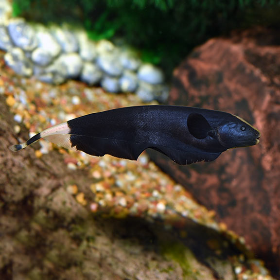 Knifefish