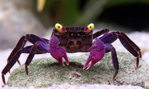Crabs Freshwater