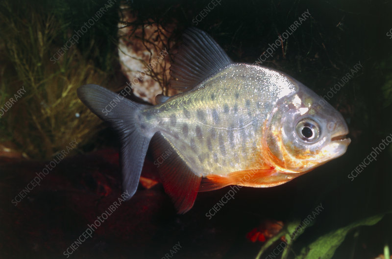 Pacu