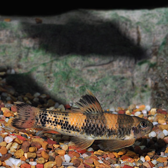 Garra