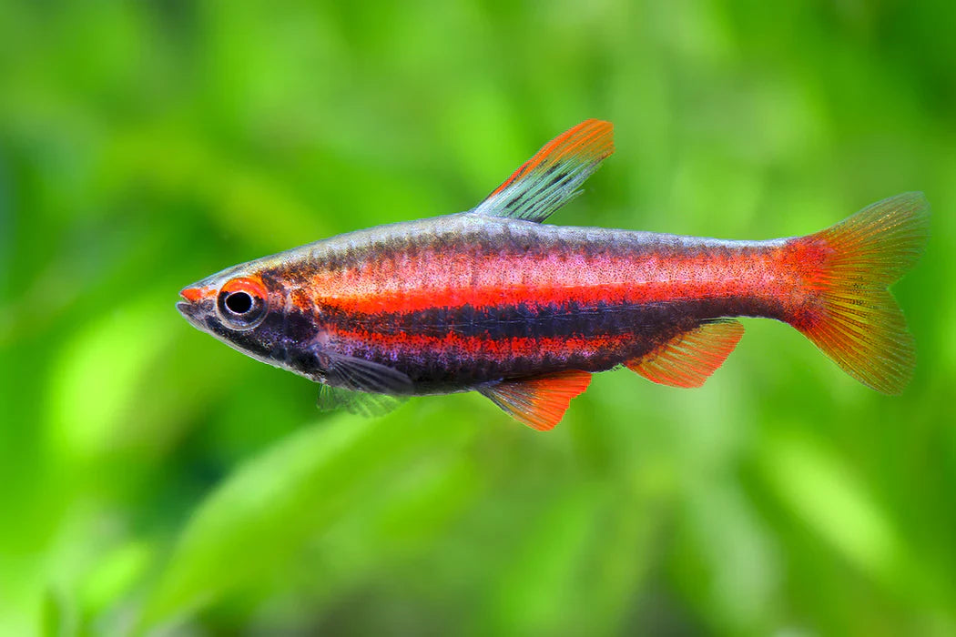Pencil Fish
