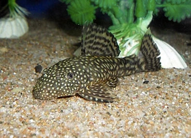 Plecostomus