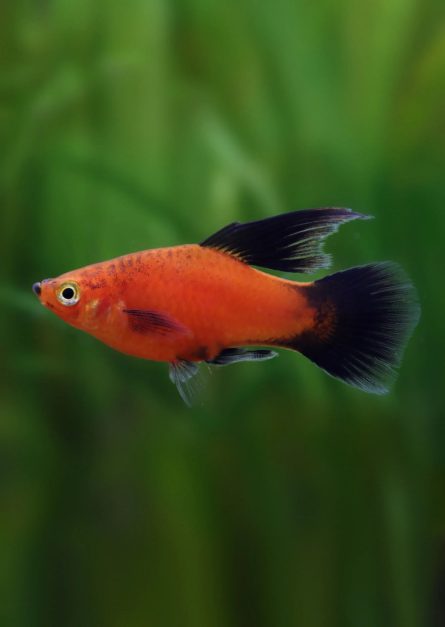 Platy