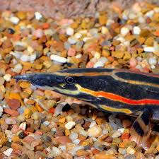 Eels