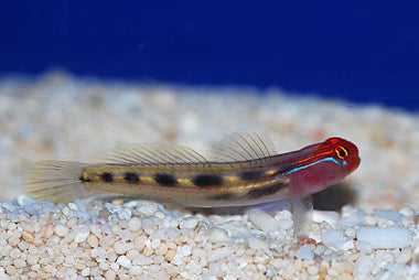 Goby