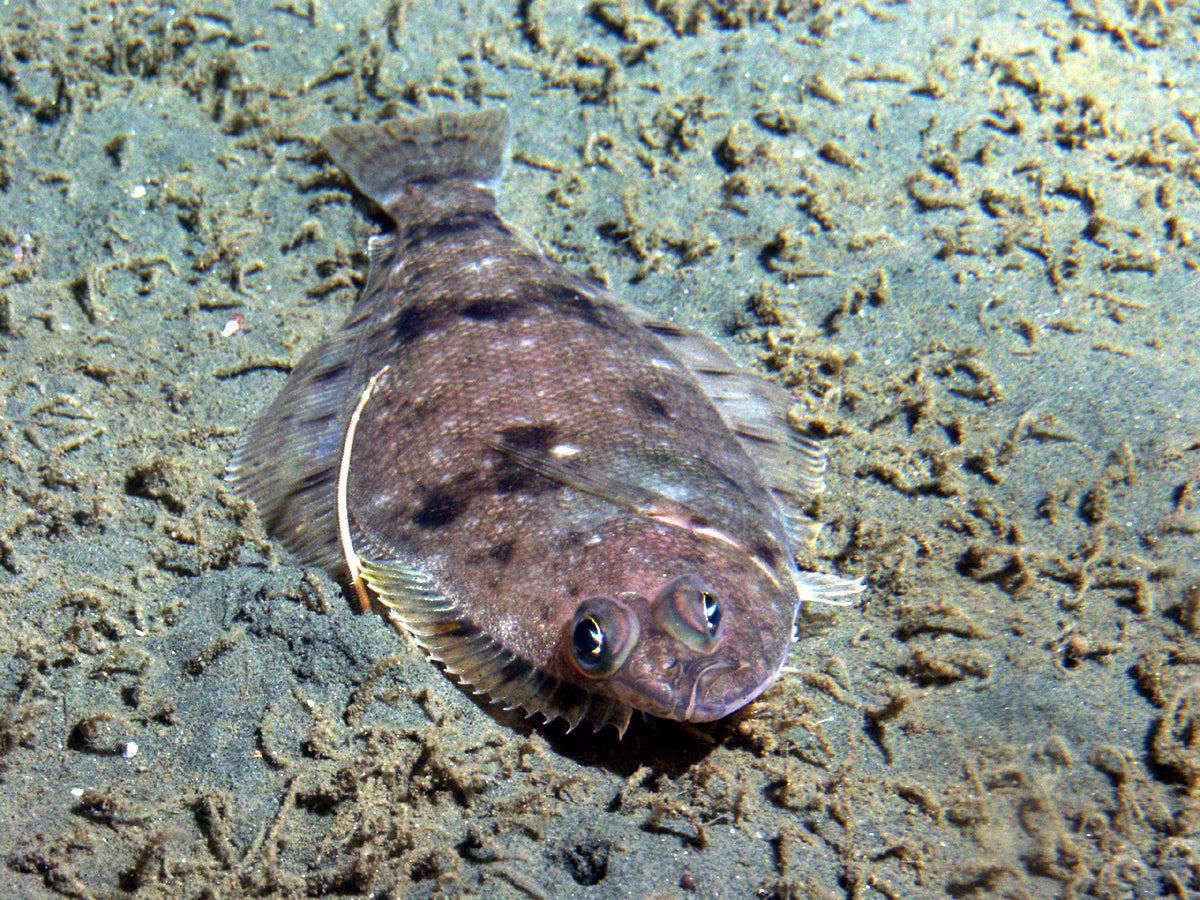 Solefish