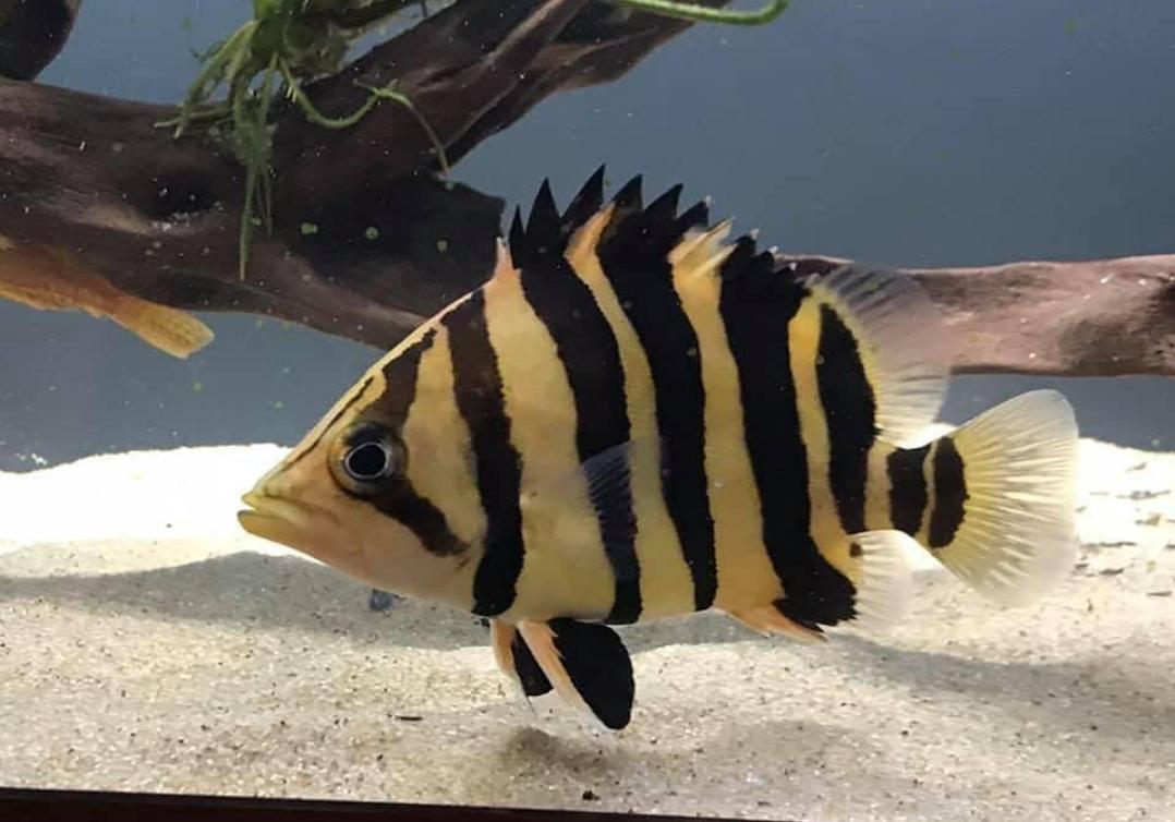 Tigerfish