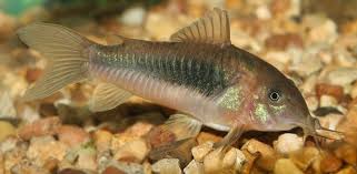 Catfish