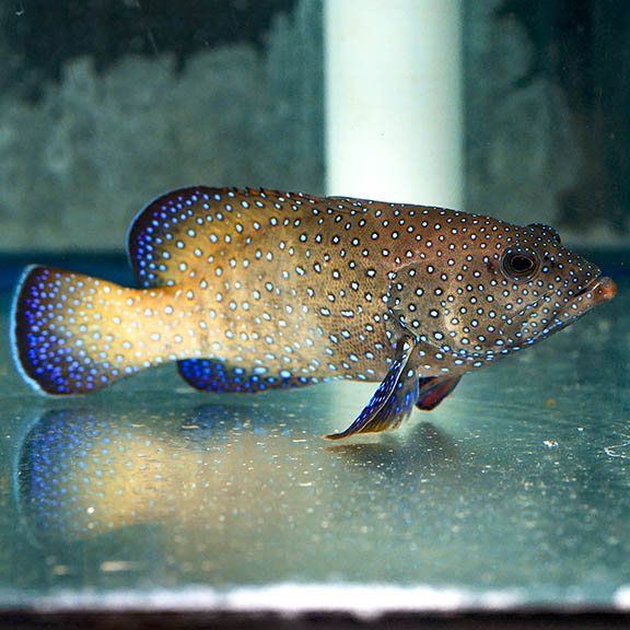 Grouper