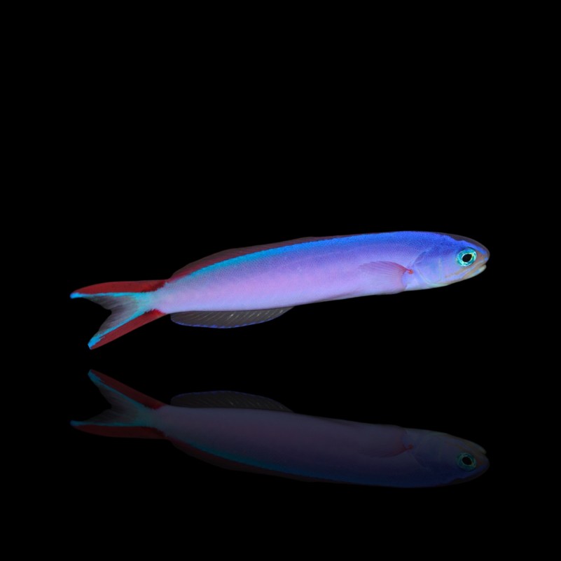 Tilefish
