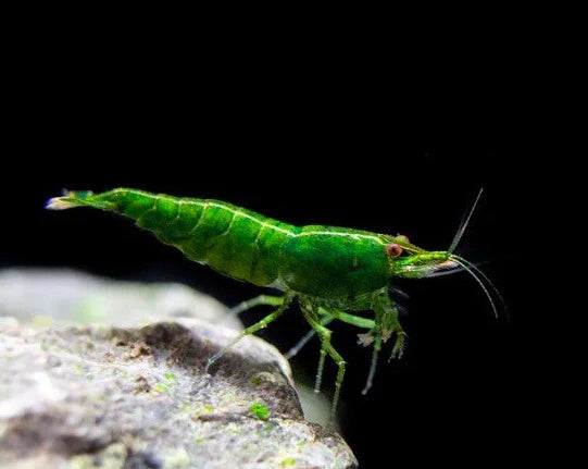 Shrimp