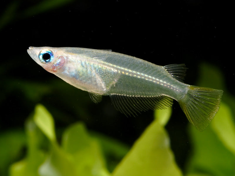 Ricefish