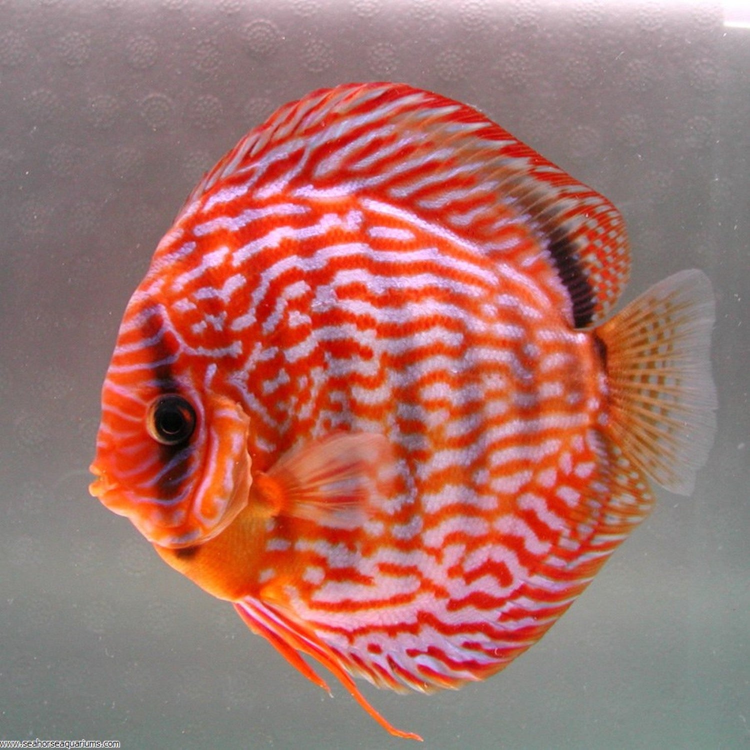Discus