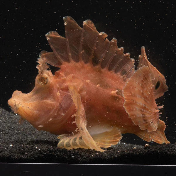 Scorpionfish