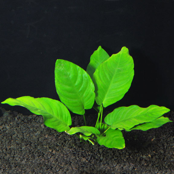 Freshwater Aquatic Plants