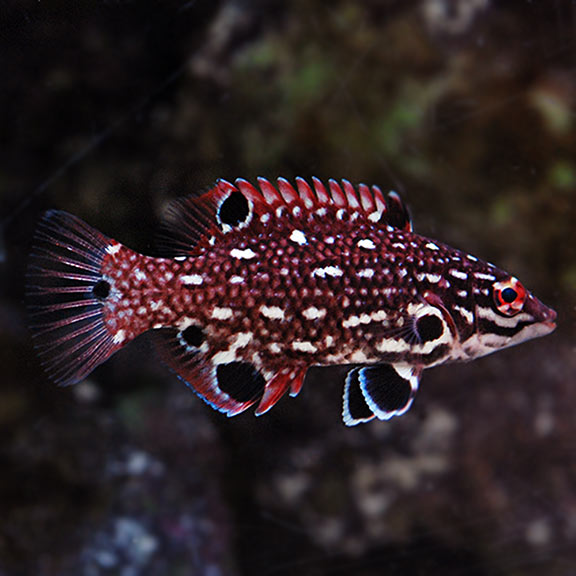 Hogfish