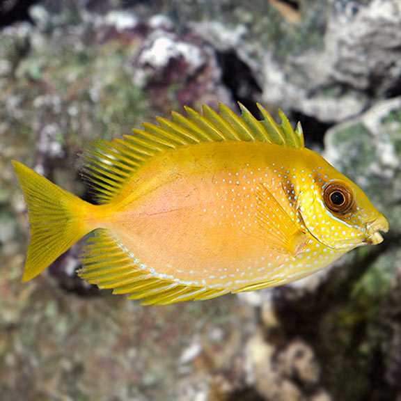 Rabbitfish
