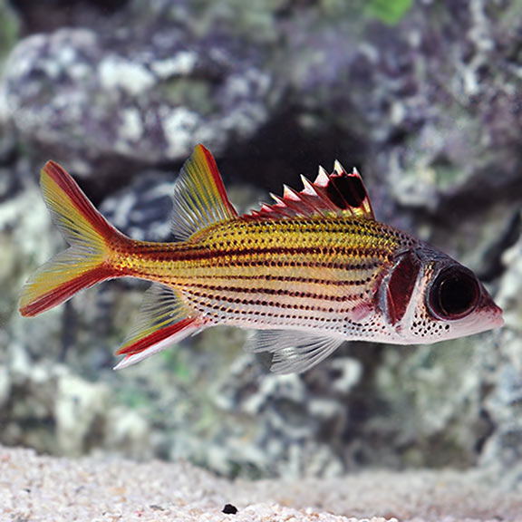Squirrel Fish