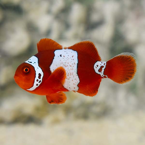 Clownfish