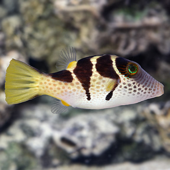 Puffer