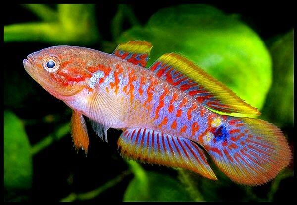 Gudgeon