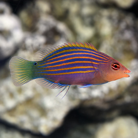 Wrasse